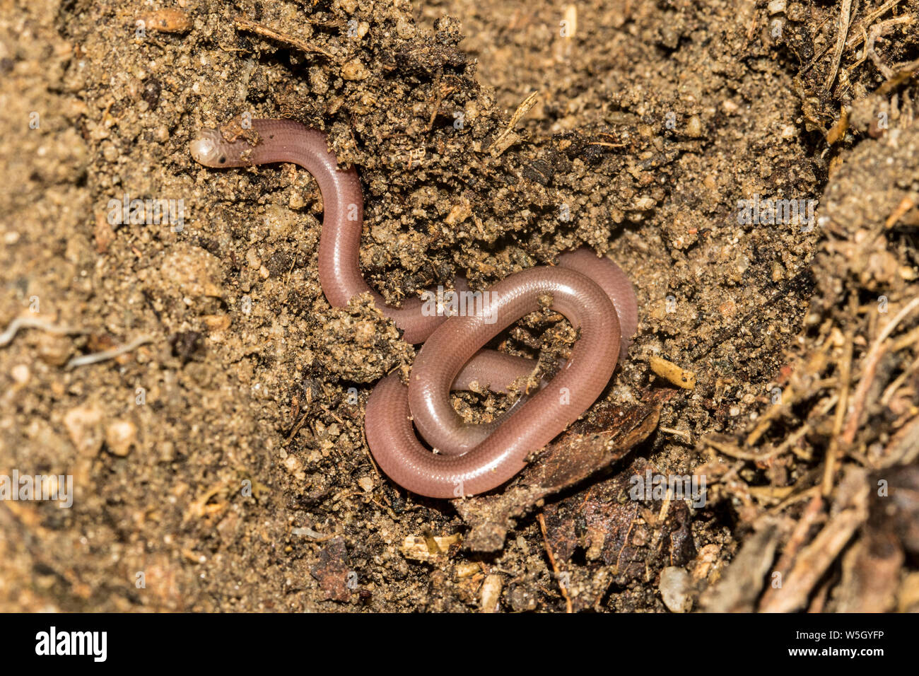 Worm Schlange - Typhlops vermicularis Merrem Stockfoto