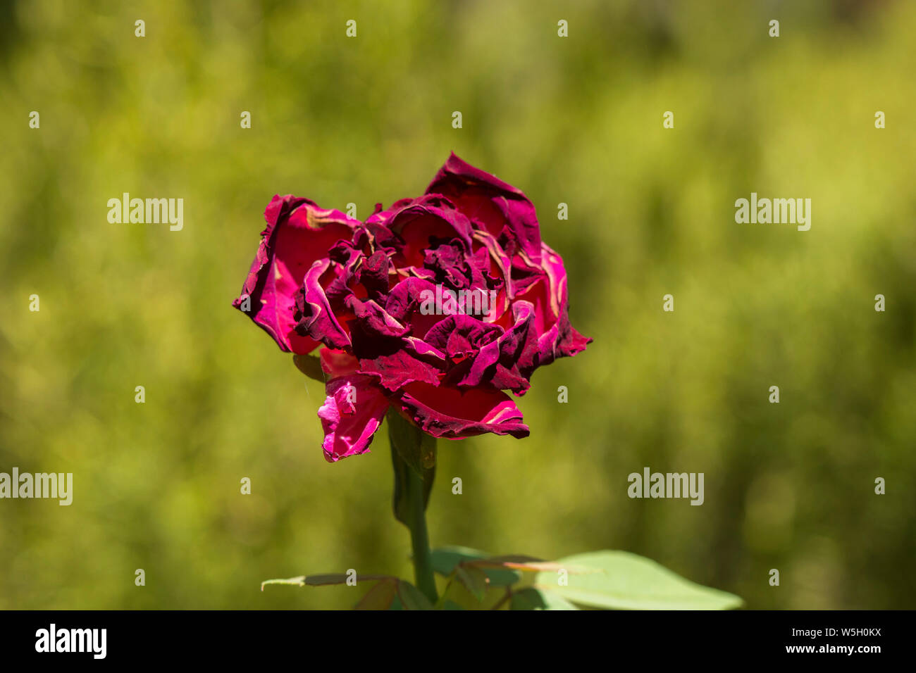 Eine verwelkte Rose im Garten. Stockfoto