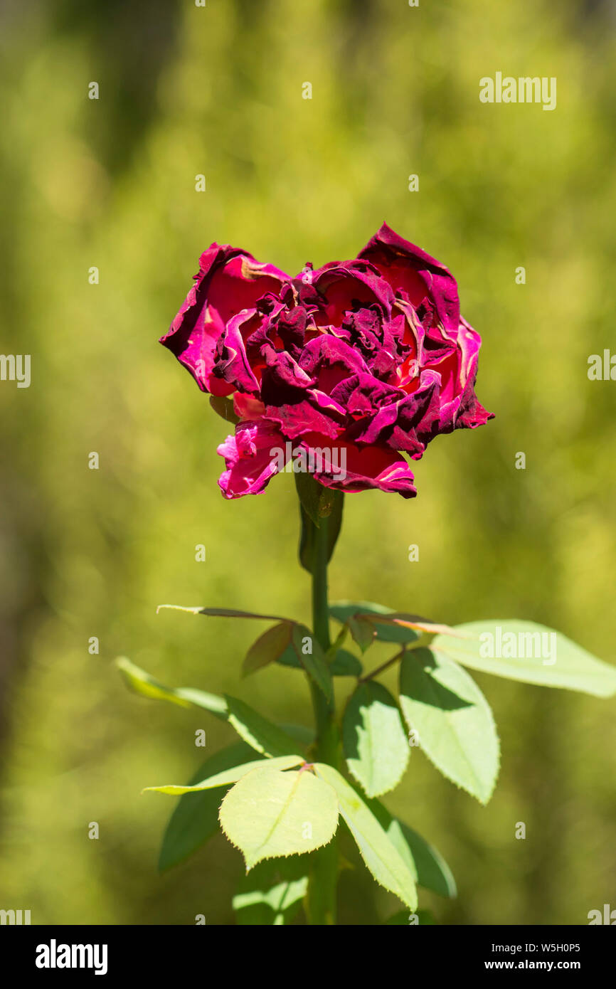 Eine verwelkte Rose im Garten. Stockfoto