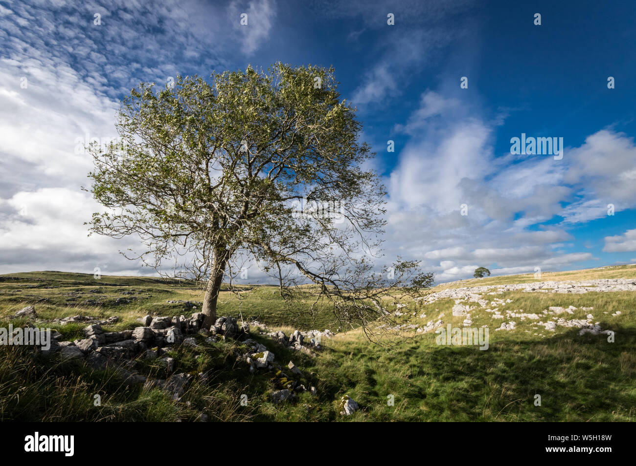 Baum und Kalkstein Pflaster über Malham, Yorkshire Dales, Yorkshire, England, Vereinigtes Königreich, Europa Stockfoto