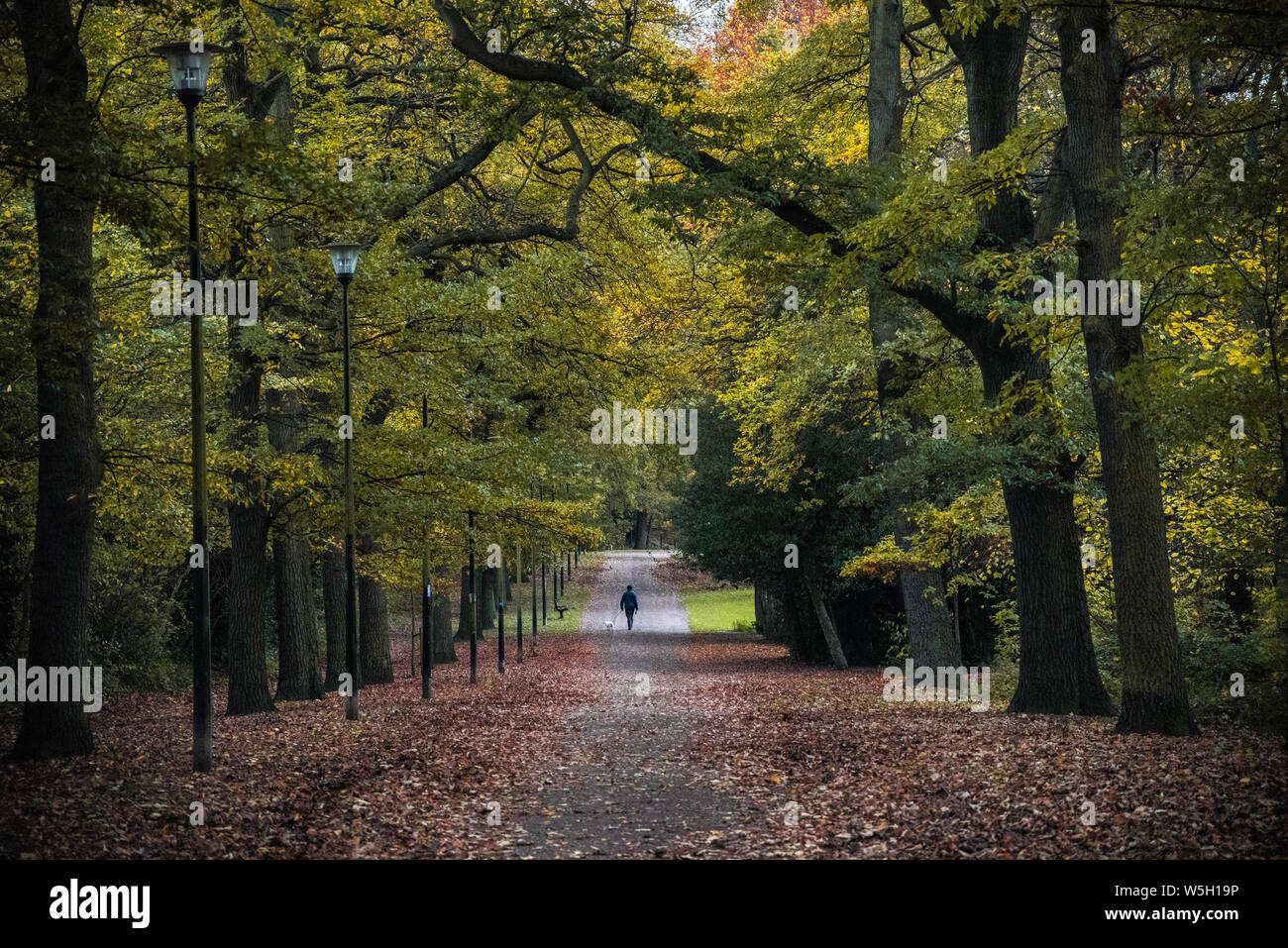 Hund Spaziergänger, Norfolk Park, Sheffield, Yorkshire, England, Vereinigtes Königreich, Europa Stockfoto