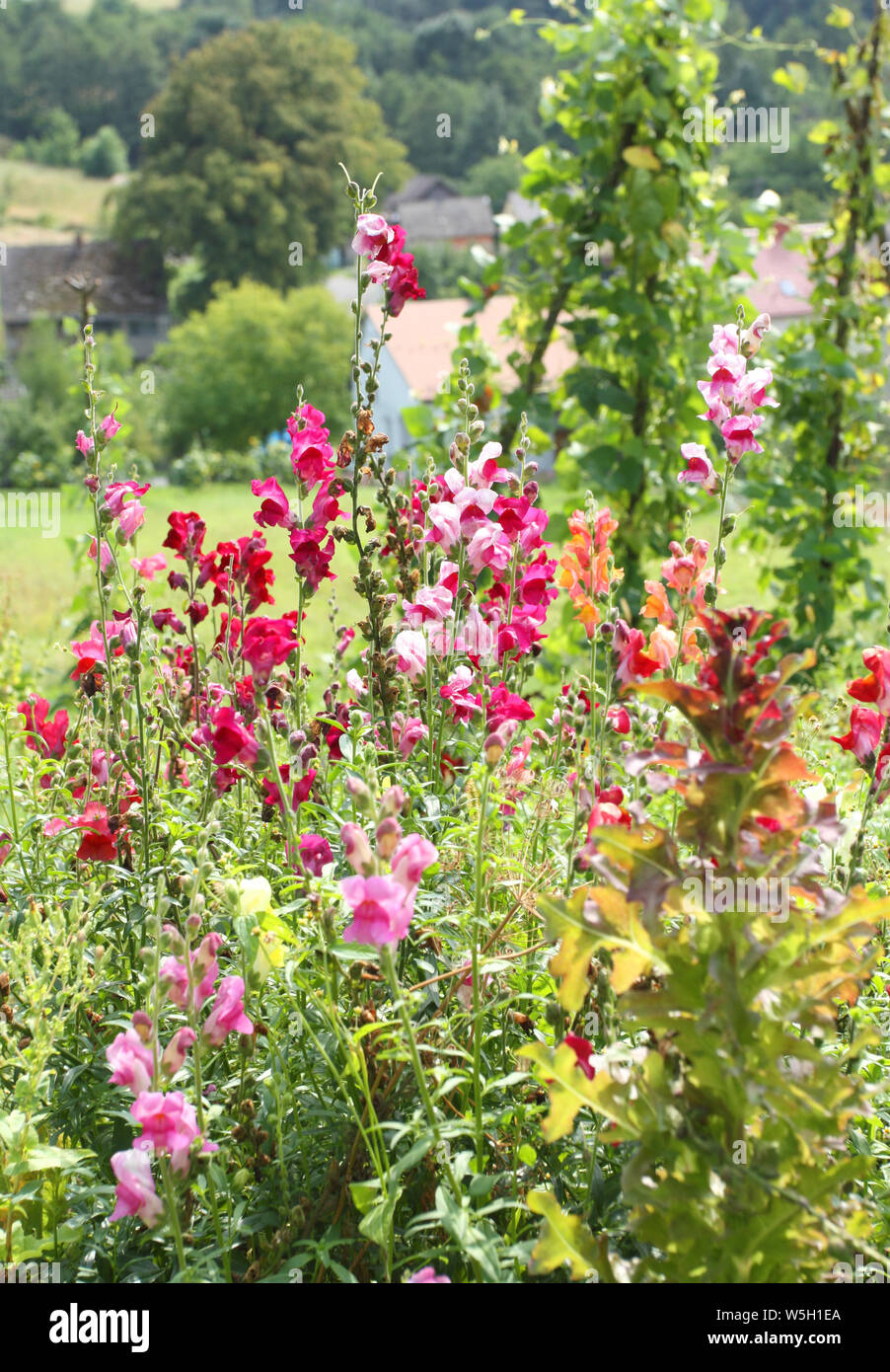 Schöne bunte blumen Stockfotos und -bilder Kaufen - Alamy