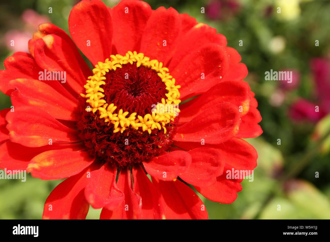 Cloes der roten Zinnia Blume Stockfoto