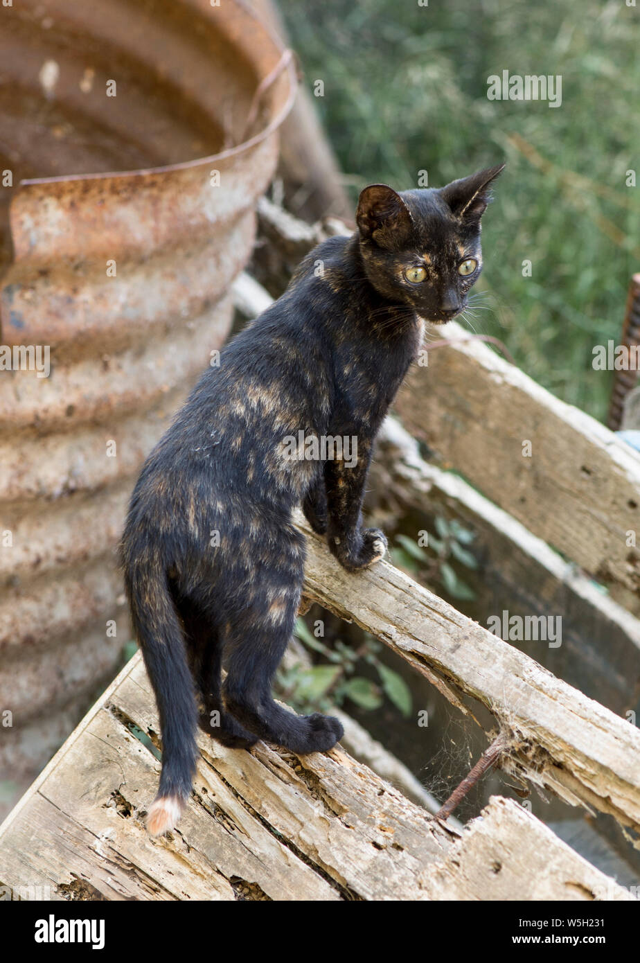 Junge Katze, an verlassenen Garten neugierig. Stockfoto