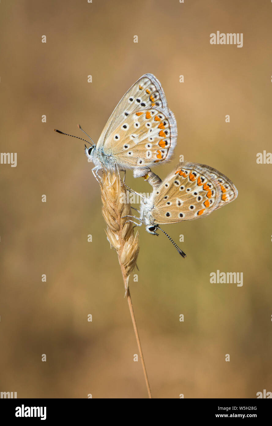 Ein paar Adonis blau (Polyommatus bellargus) Schmetterlinge Paarung, Andalusien, Spanien. Stockfoto