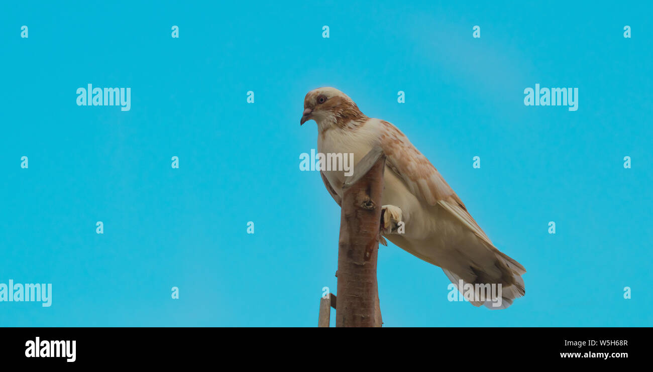 Nahaufnahme einer Taube sitzen auf einem hölzernen Stücke, blauer Himmel. Stockfoto