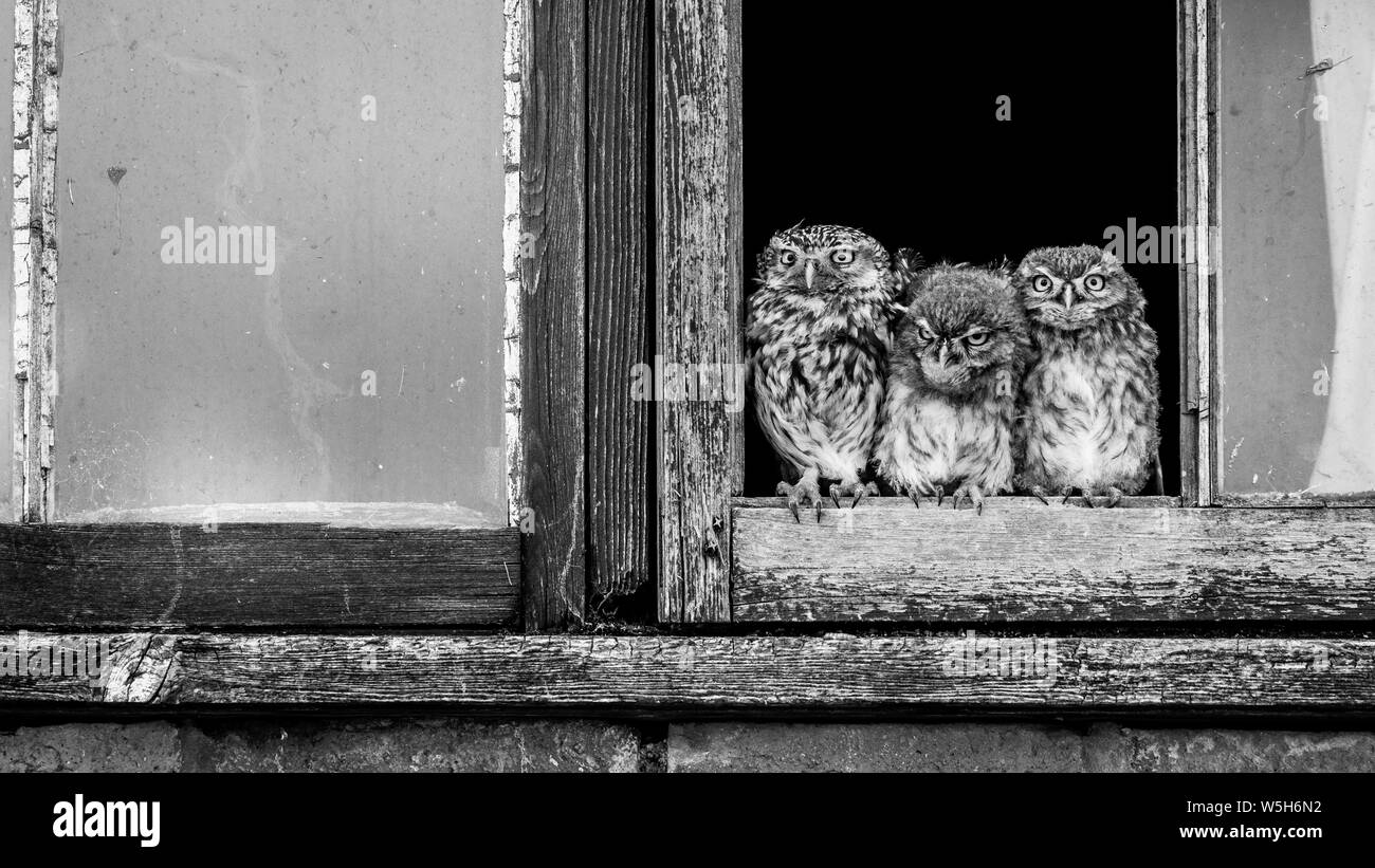 Drei Eulen in Schwarz und Weiß in einem Holz gerahmte Fenster. Stockfoto