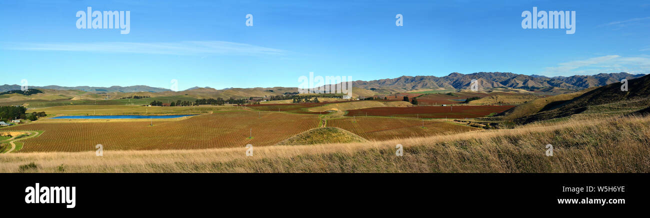 Sauvignon Blanc Weinbergen im Winter in der Awatere Valley, Marlborough, Neuseeland Stockfoto