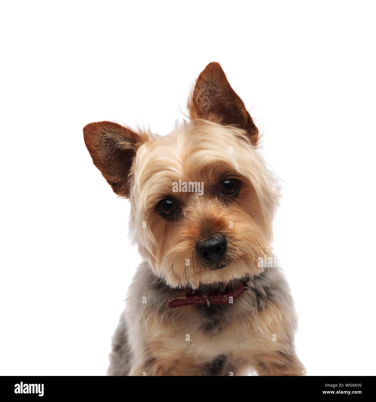 Portrait von cute Yorkshire Terrier ein rotes Halsband und schaut verwirrt  auf die Kamera auf weißem Studiohintergrund tragen Stockfotografie - Alamy