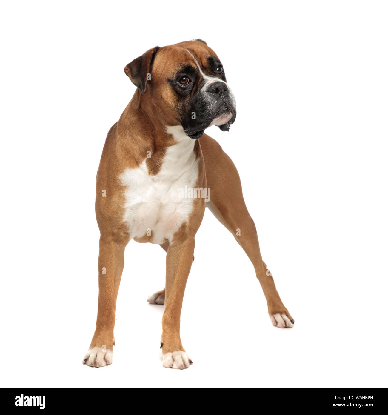 Starke athletischer Boxer stehend eindrucksvoll, neugierig auf einer Seite suchen auf weißem Hintergrund Stockfoto