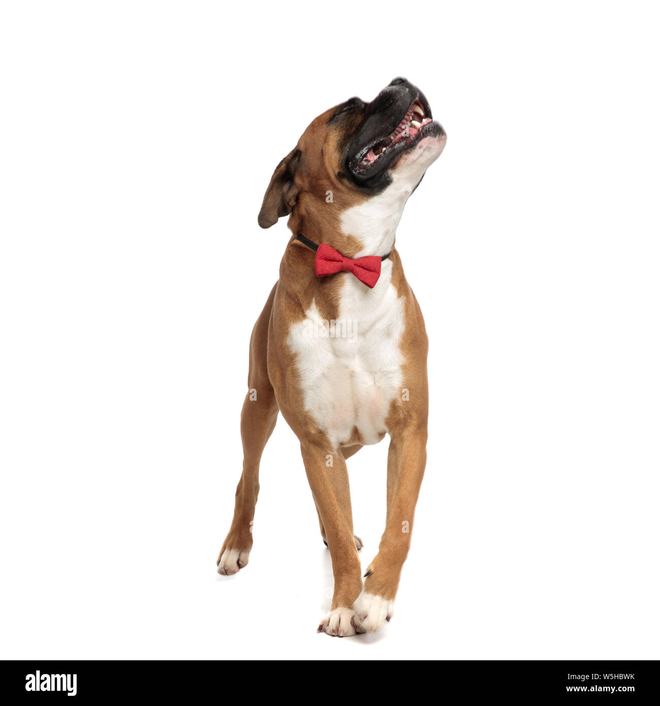 Adorable elegante Boxer neugierig nach oben, seine Zunge heraus, auf hellem Hintergrund Stockfoto