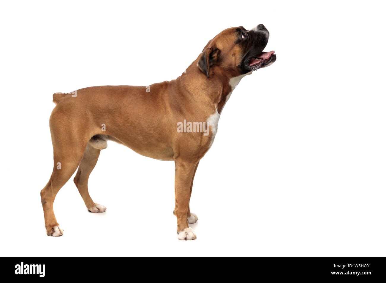 Wunderschöne athletischer Boxer von der Seite gefangen, bis Suchen, über ihm, auf weißem Hintergrund Stockfoto