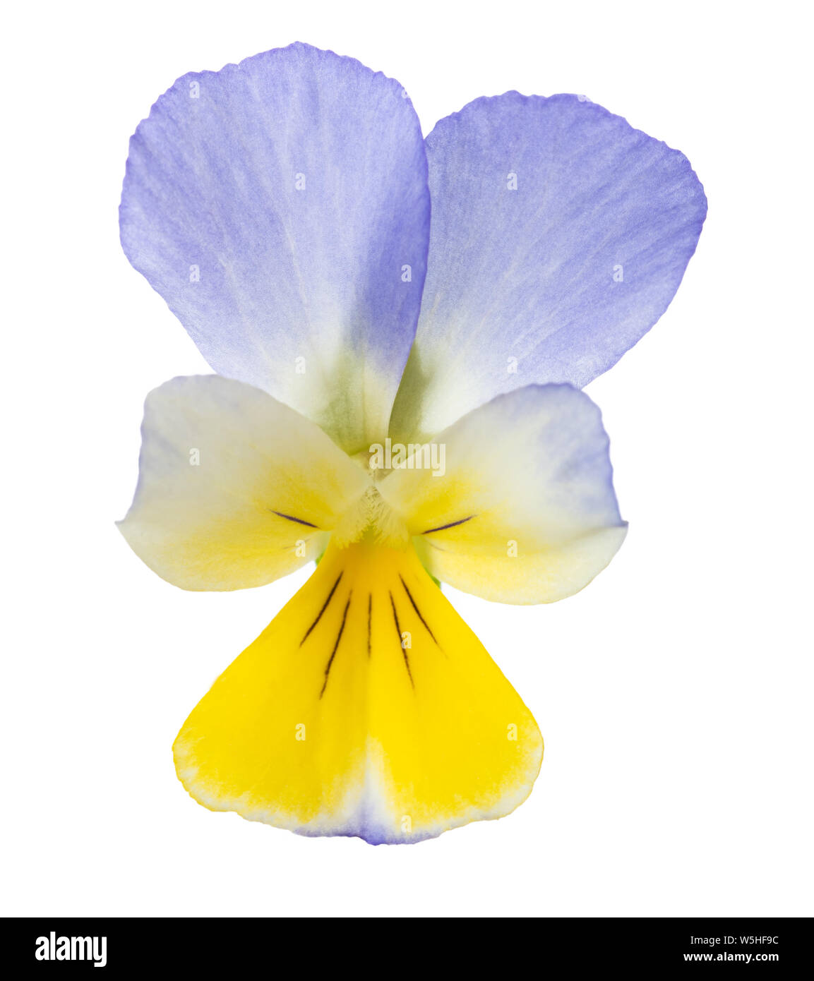 Viola tricolor auf weißem Hintergrund Stockfoto