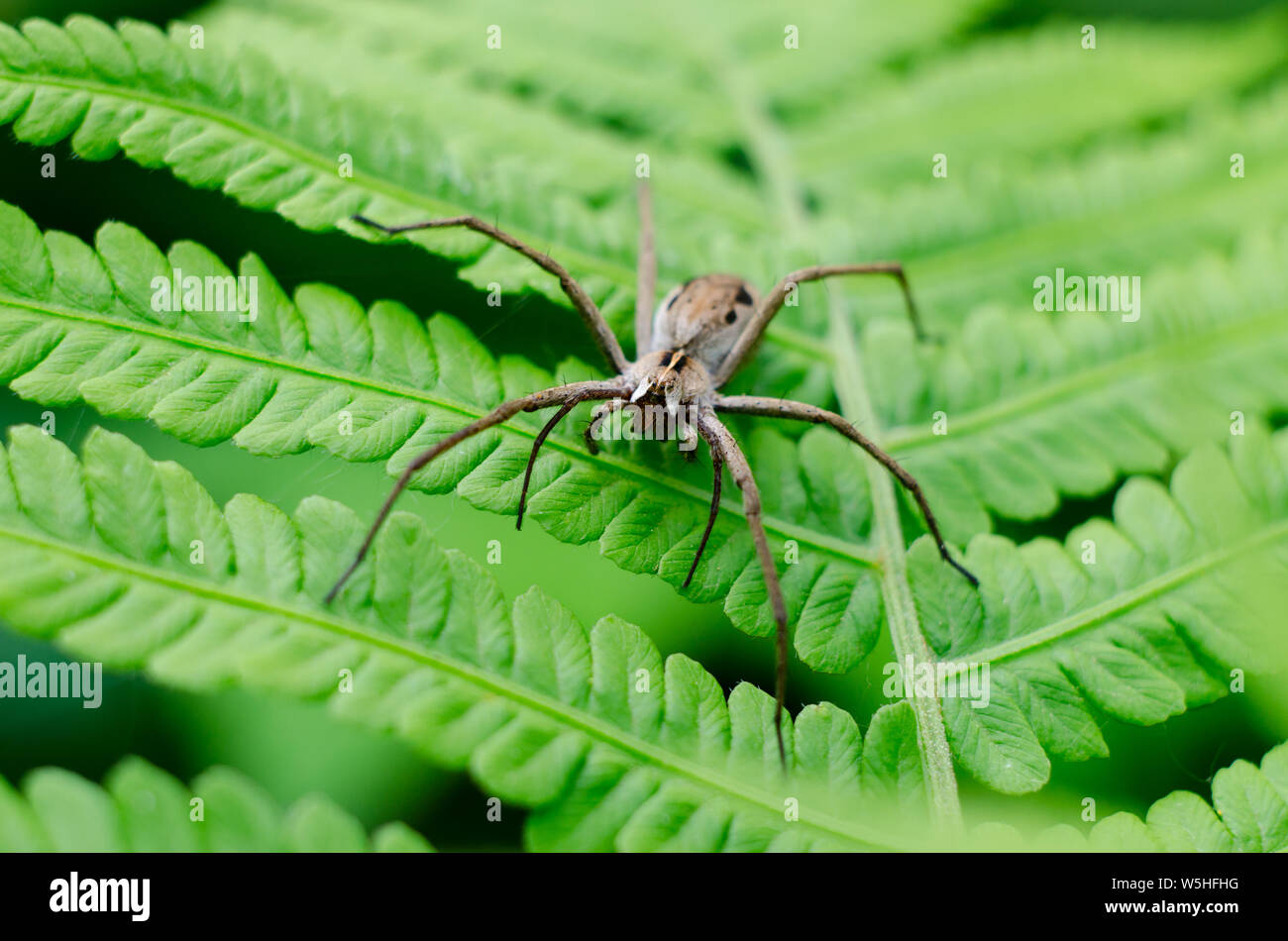 Wolfspider auf einem grünen Farn Blatt. Insekten Makro geschossen. Stockfoto