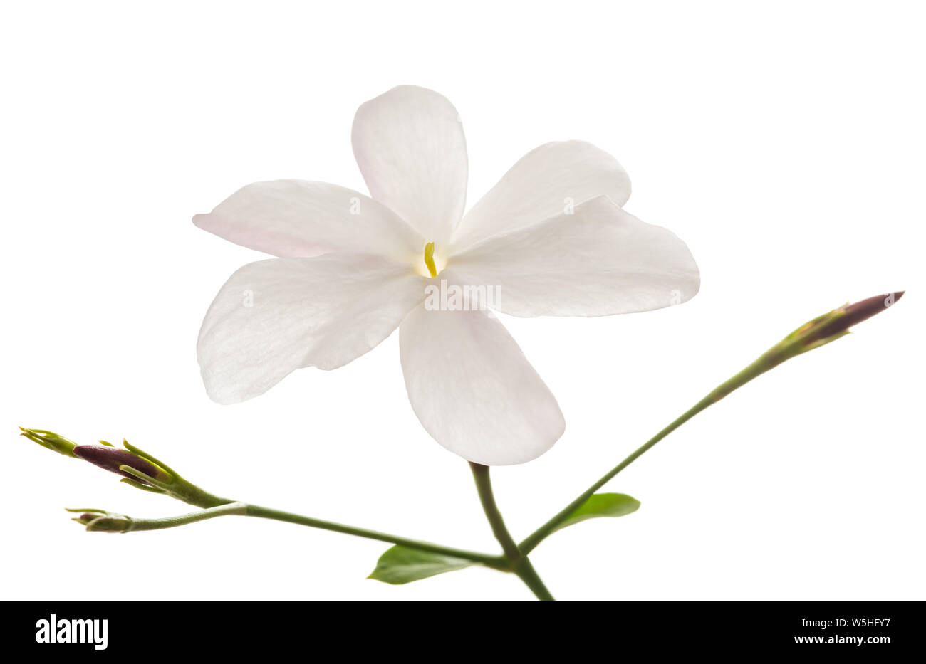 Jasmin Blume mit Blättern isoliert auf weißem Stockfoto