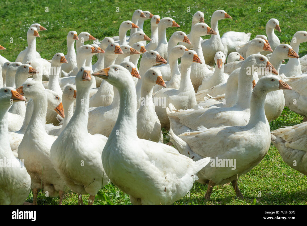 Riesige Herden von weißen Gänse auf der grünen Wiese der Gänse Farm Stockfoto