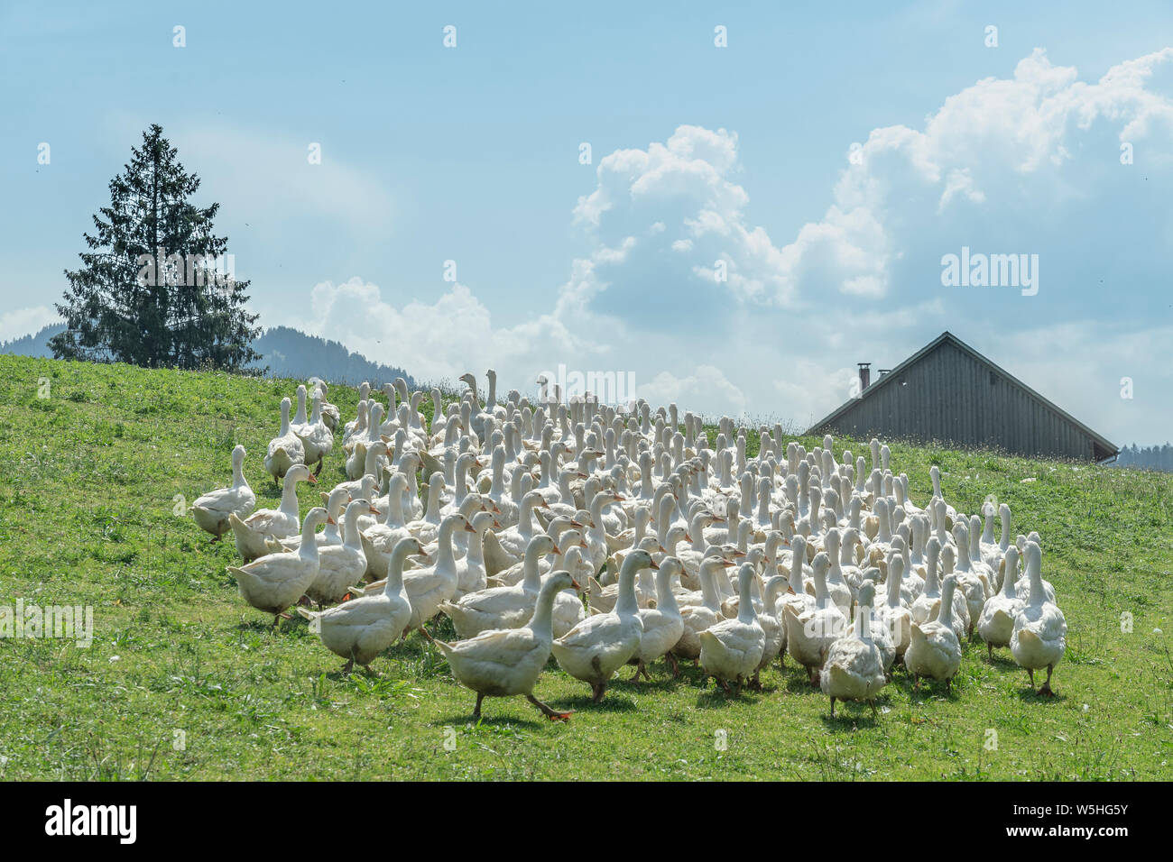 Riesige Herden von weißen Gänse auf der grünen Wiese der Gänse Farm Stockfoto