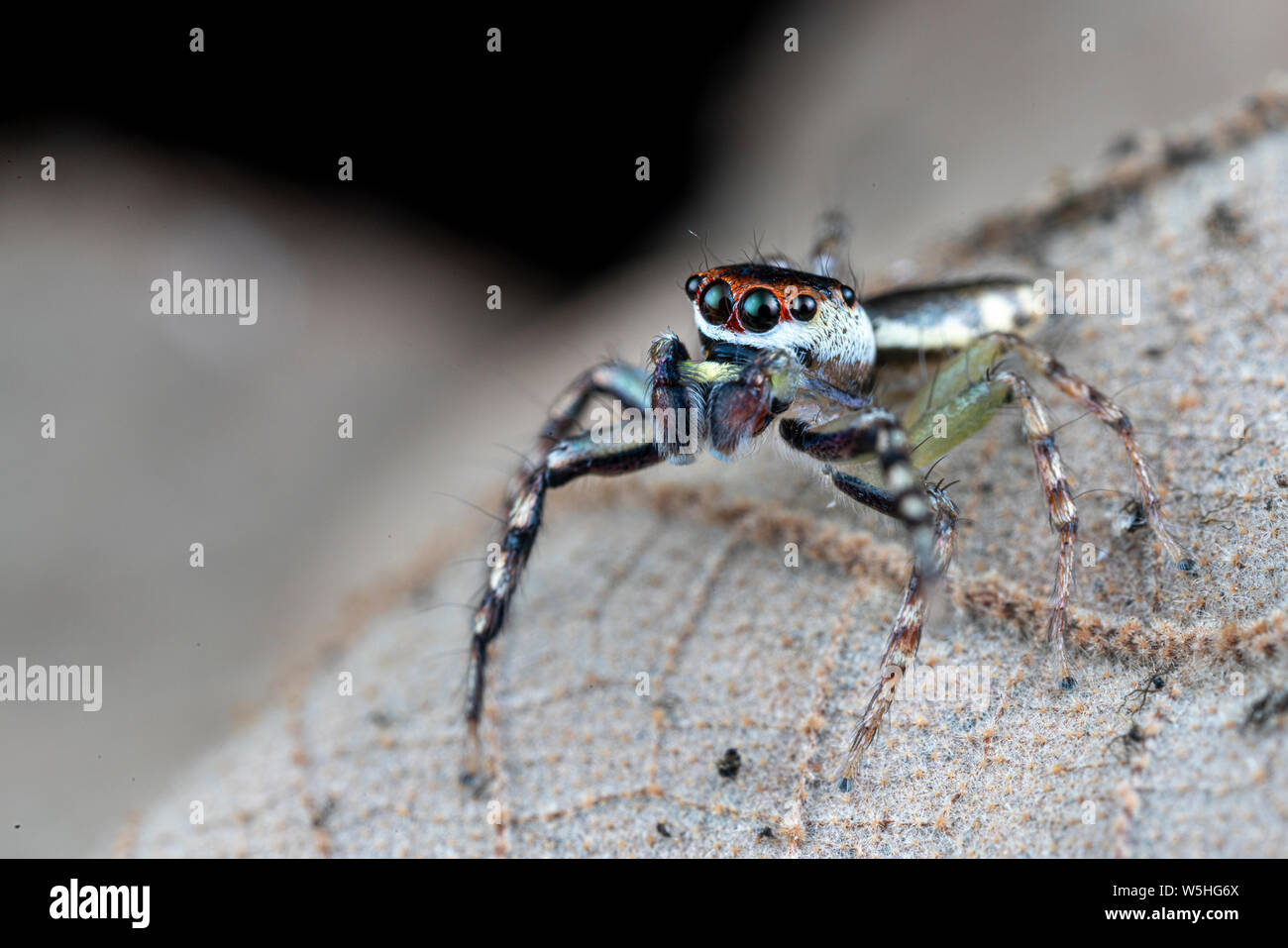 Cytaea sp., die christbaumkugel jumping Spider, auf der Jagd nach Beute auf ein Blatt im tropischen Queensland Regenwald Stockfoto