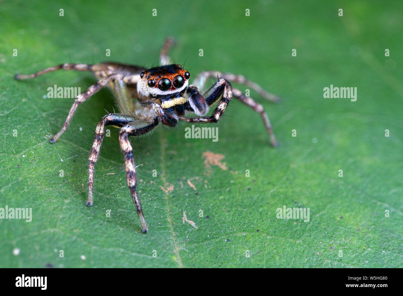 Cytaea sp., die christbaumkugel jumping Spider, auf der Jagd nach Beute auf ein Blatt im tropischen Queensland Regenwald Stockfoto