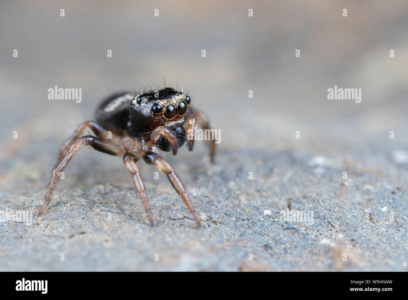 Omodeus sp. Eine kleine schwarz-weiß gestreiften Ant-Essen jumping Spider Stockfoto