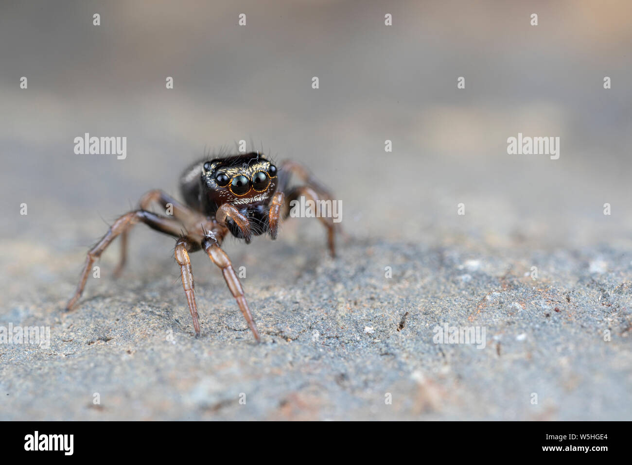 Omodeus sp. Eine kleine schwarz-weiß gestreiften Ant-Essen jumping Spider Stockfoto