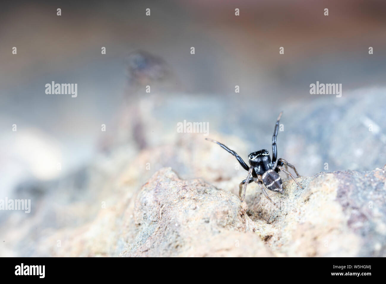 Paar Paarung Omodeus sp., tanzen. Eine kleine schwarz-weiß gestreiften Ant-Essen jumping Spider. Stockfoto