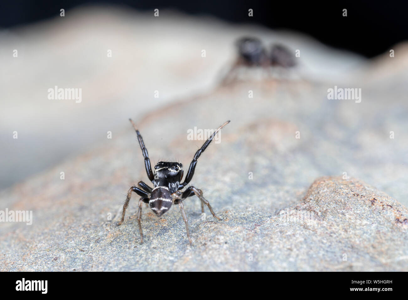 Paar Paarung Omodeus sp., tanzen. Eine kleine schwarz-weiß gestreiften Ant-Essen jumping Spider. Stockfoto