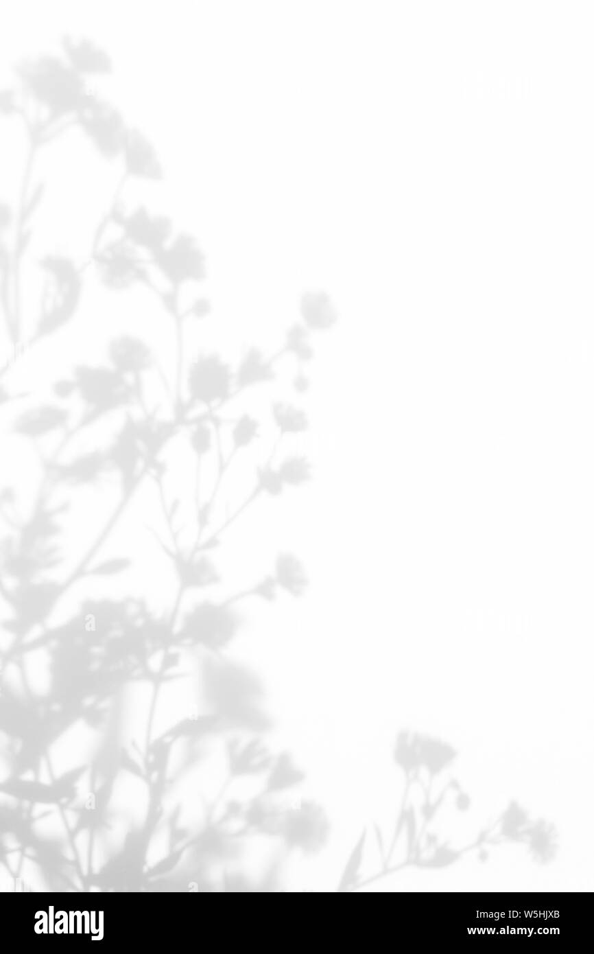 Graue Schatten der Blumen und zarten Gras auf eine weiße Wand. Abstrakten neutralen Charakter Konzept Hintergrund. Platz für Text. Stockfoto