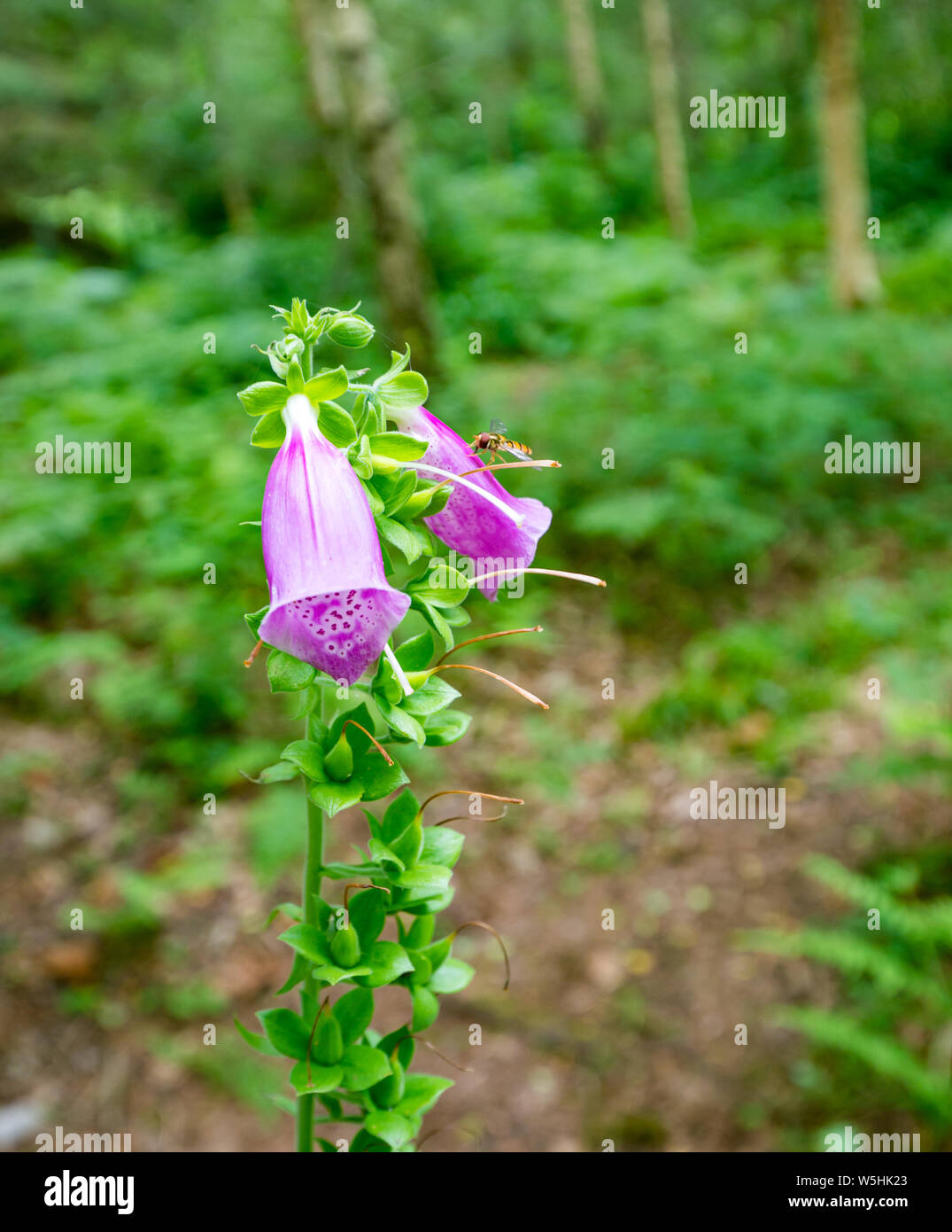 Rosa Fuchshandschuh Blumen, Digitalis purpurea, mit Schwebeflug in Woodland, Schottland, UK Stockfoto