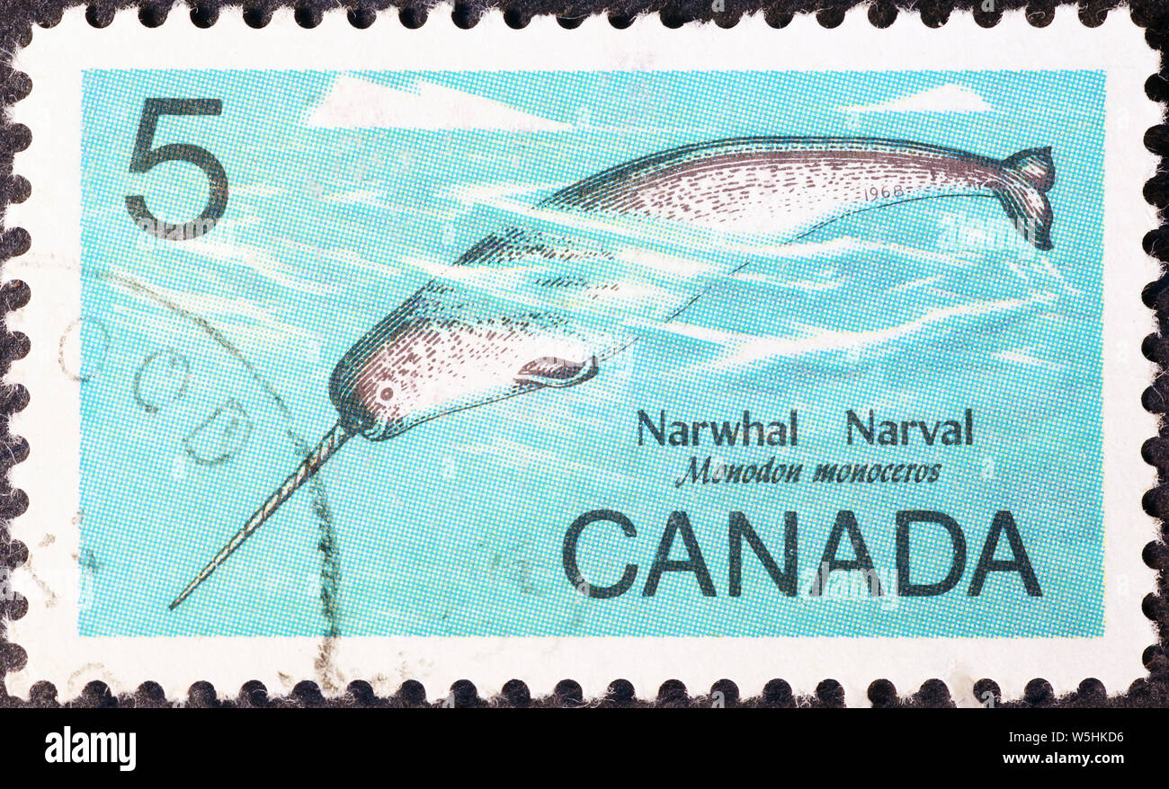 Narwhal auf kanadischer Briefmarke Stockfoto