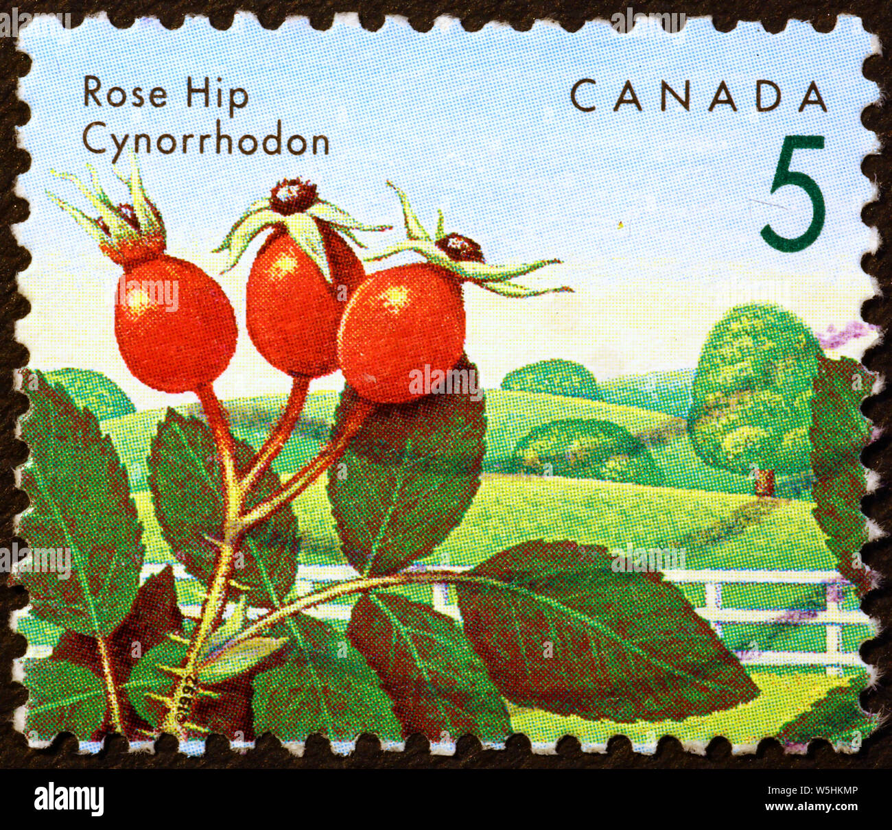 Rose hip auf kanadischer Briefmarke Stockfoto