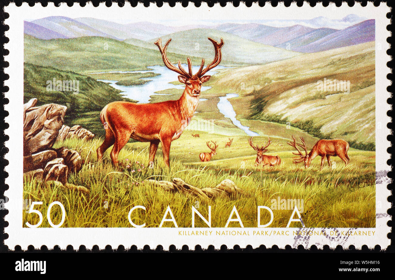 Hirsche in der freien Wildbahn auf kanadischer Briefmarke Stockfoto