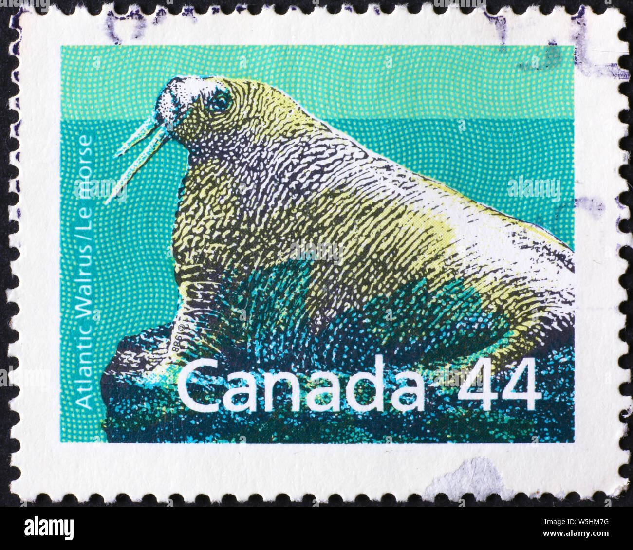 Walross auf kanadischer Briefmarke Stockfoto