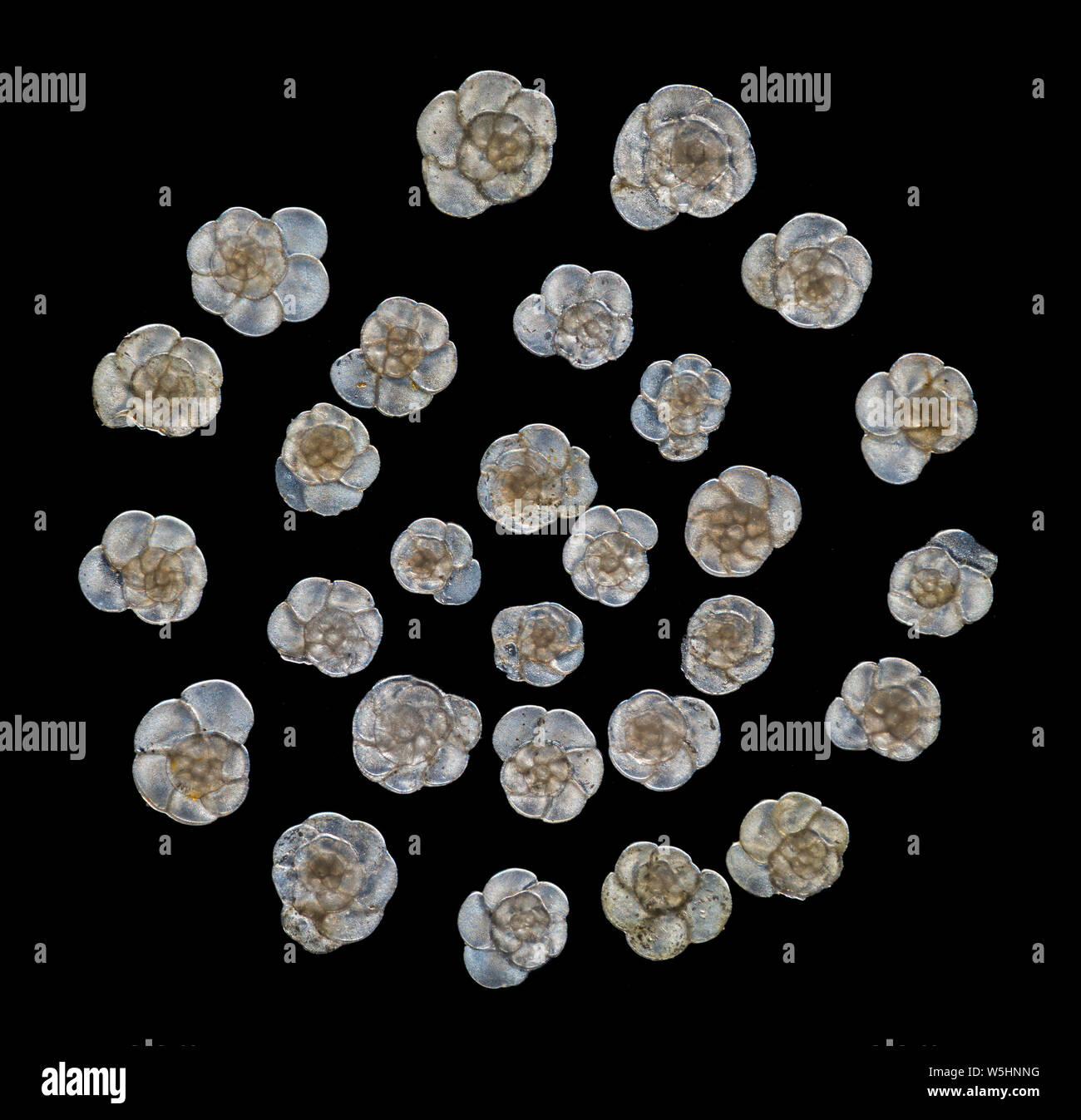 Foraminiferen, Ammoniak parkinsoniana, Sai Wan, Hong Kong, South China Sea Stockfoto