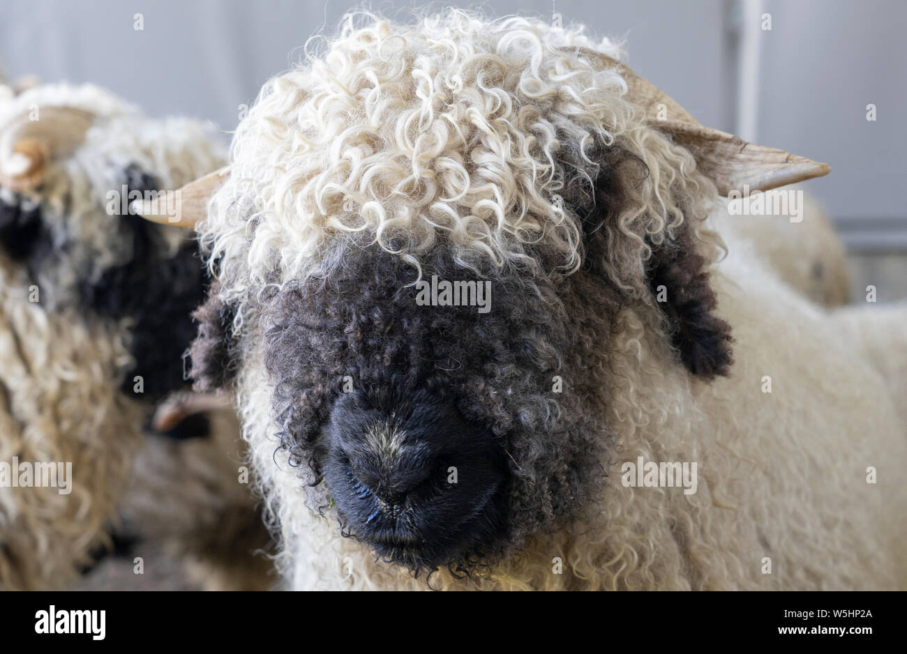 Lustige schwarze Nase Schafe in den Bergen von Zermatt, Wallis, Wallis  Stockfotografie - Alamy