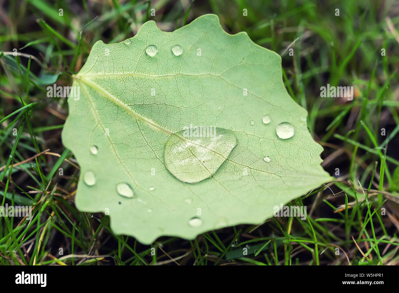 Nahaufnahme fallen lassen mit großen Wassertropfen Tau oder nach Regen auf grünen Rasen Rasen. Erste gefallene Blätter und Frühherbstkonzept Stockfoto
