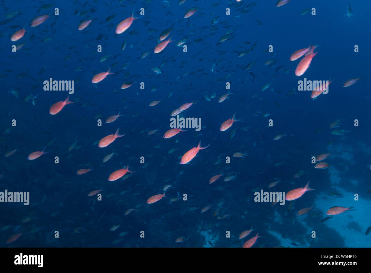 Anthias-Barbier Commun (Anthias anthias) des Mittelmeers. Stockfoto