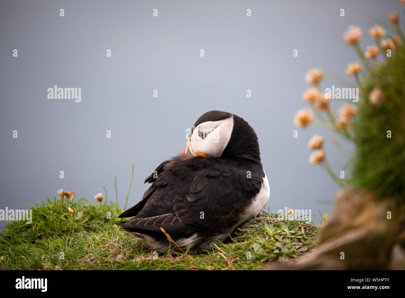 Papageientaucher in Sumburgh, Shetland Stockfoto
