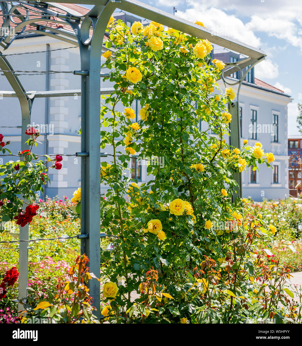 Gelbe und rote Rosen Klettern entlang der Laube im Garten Stockfoto
