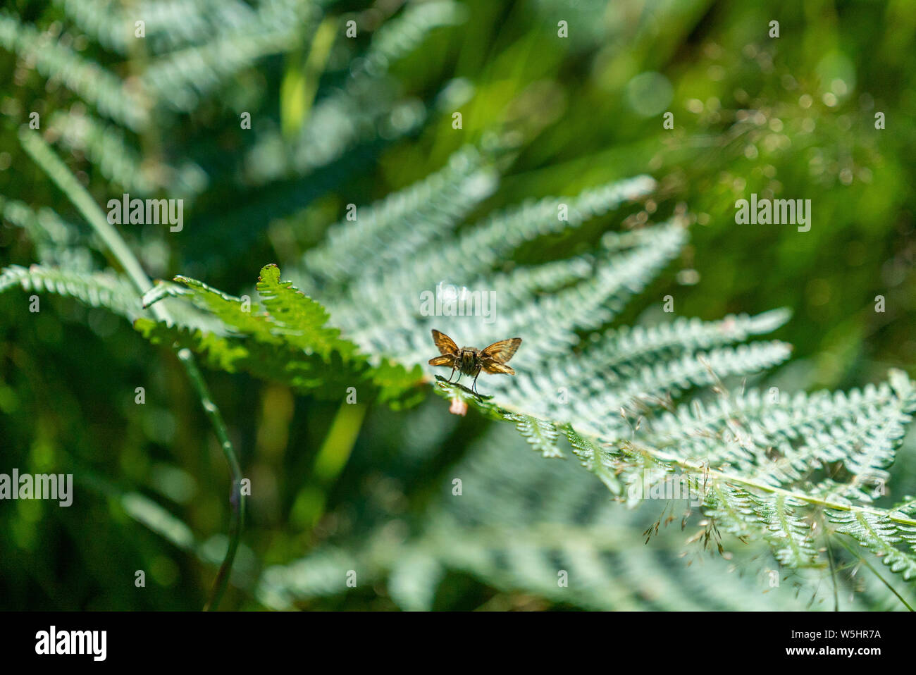 Liegewiese große Skipper bei Bentley Holz, Salisbury, Großbritannien Stockfoto