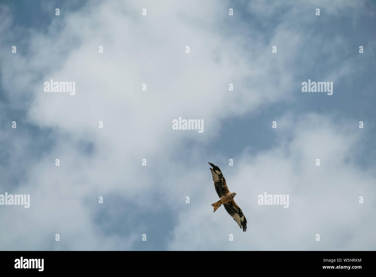 Rotmilan (Milvus milvus) Fliegen über Salisbury, Wiltshire GROSSBRITANNIEN Stockfoto