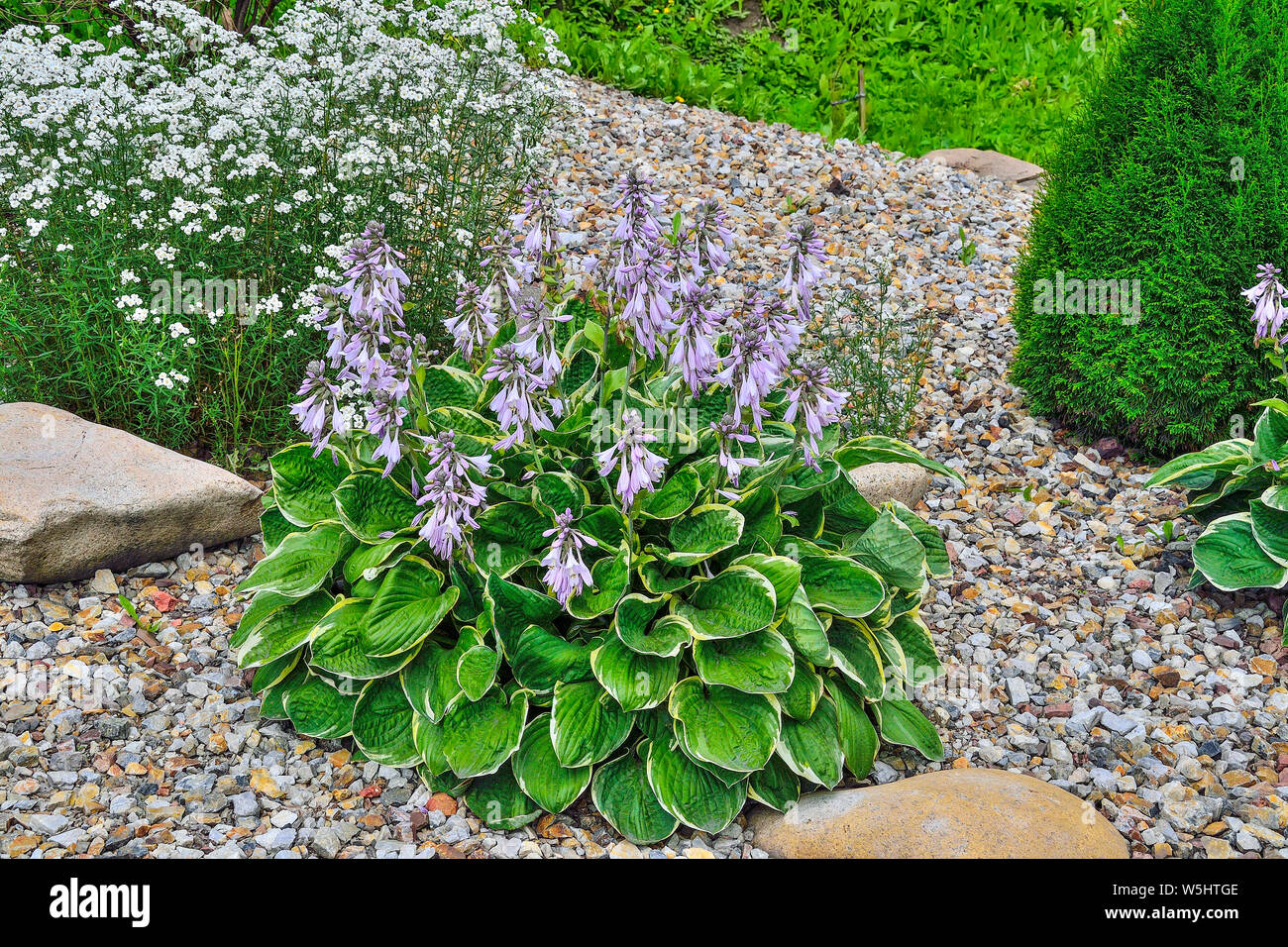 Blühende Zierpflanze Hosta Patriot mit vielfältigen Grün mit weißen Blättern und zarten lila Blüten. Die Hostas sind anspruchslos, Schatten, tolerant Stockfoto