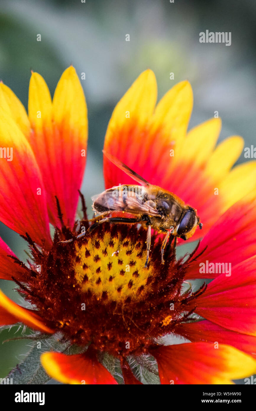 Vertikale Foto einer Honigbiene bestäubt Rote und gelbe Blume. Bestäuber. Sammeln von Nektar, Honig. Übertragung von Pollen, die Düngung und die Produktion von Saatgut. Schöne Natur. Stockfoto