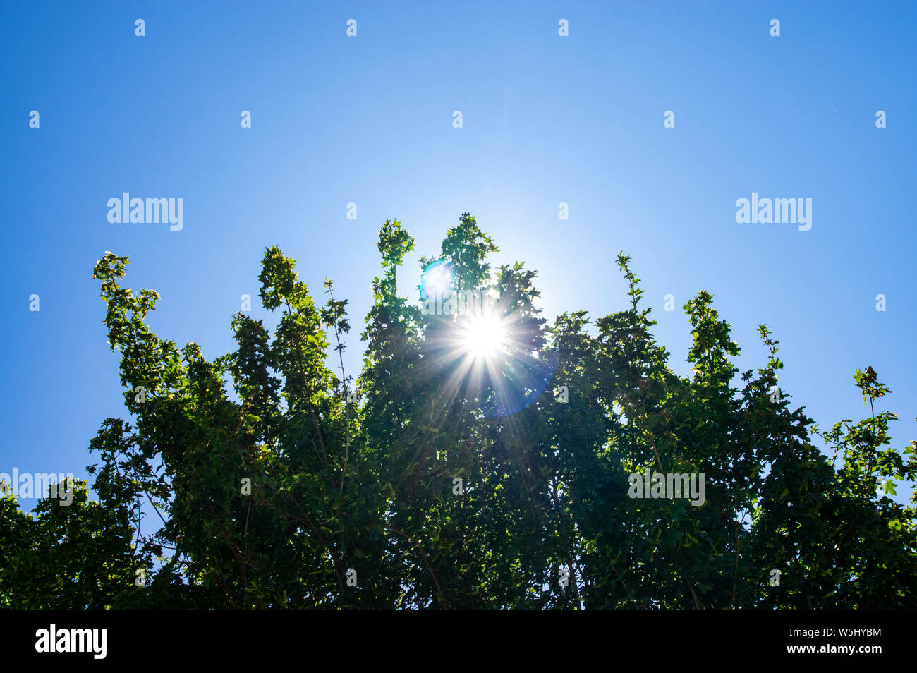 Beleuchtetes foto Wärme Sonne flares Baum blauer Himmel Stockfoto