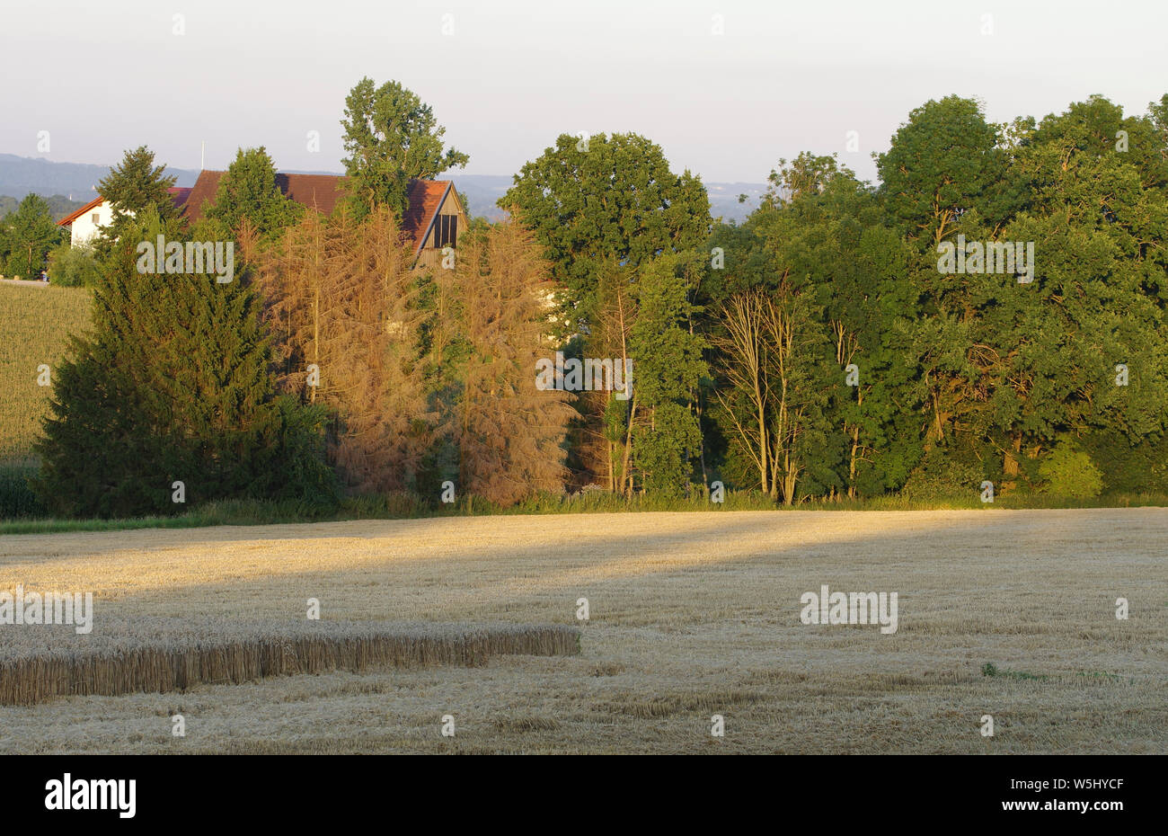 Tote Bäume toten Wald in Bayern Klimawandel Stockfoto