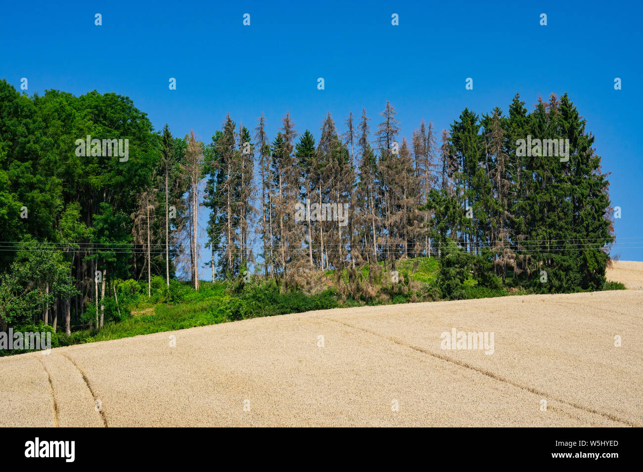 Tote Bäume toten Wald in Bayern Klimawandel Stockfoto