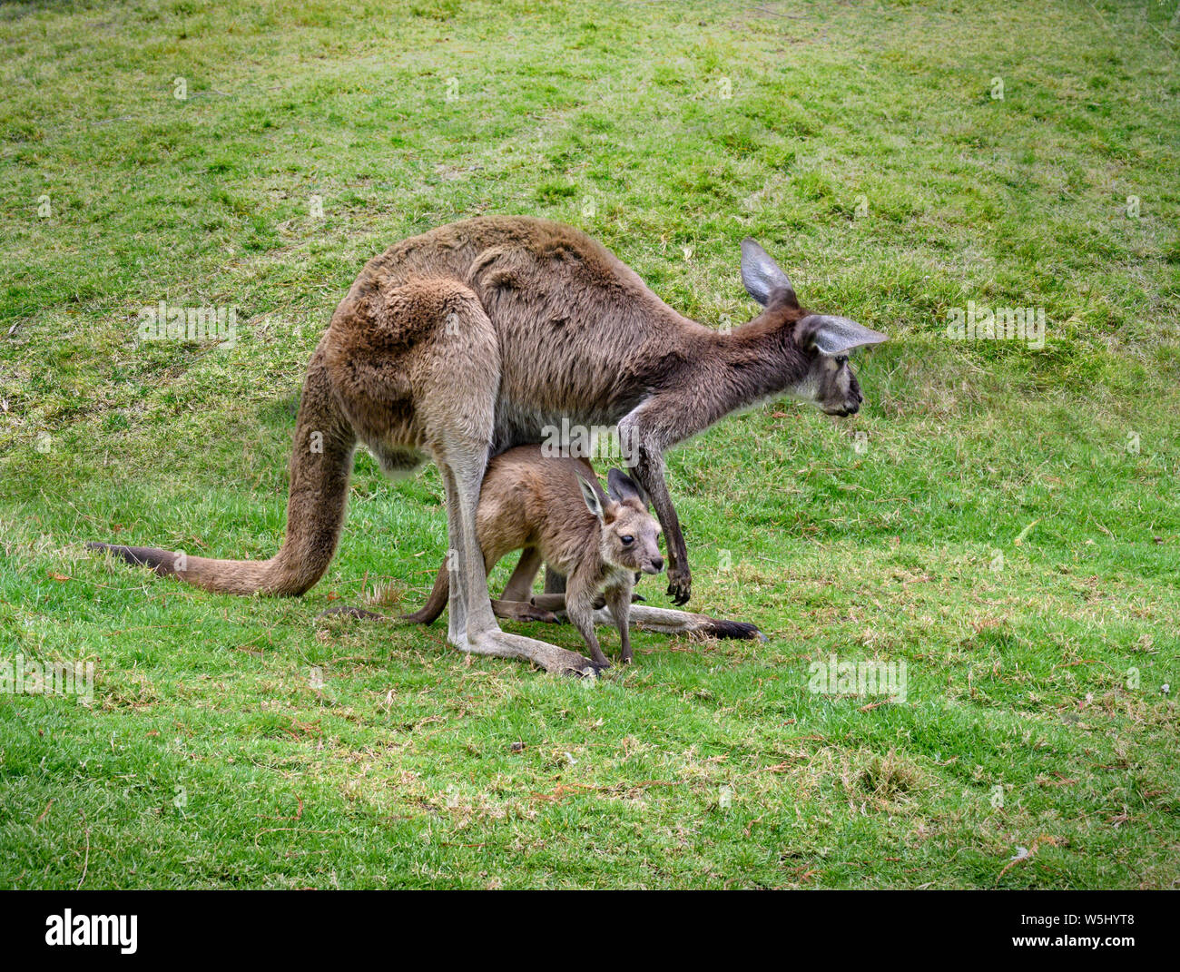 Rote Känguru Familie. Junge Känguru mit Kopf in Mutters Beutel füttern Stockfoto