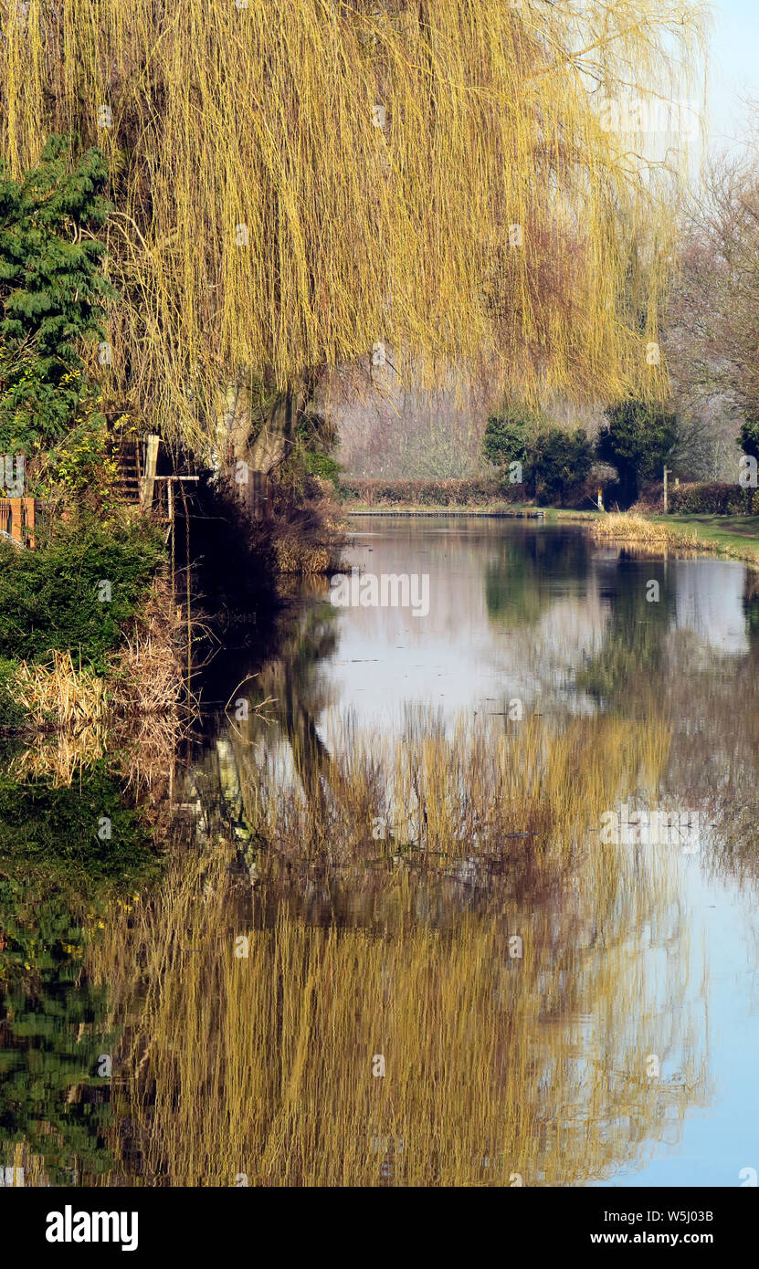 PhotographTrent und Mersey Canal eine britische Wasserwege Canal in der Nähe von Shugborough in Staffordshire, Trauerweide, leichte Formen der Natur gespiegelt Stockfoto
