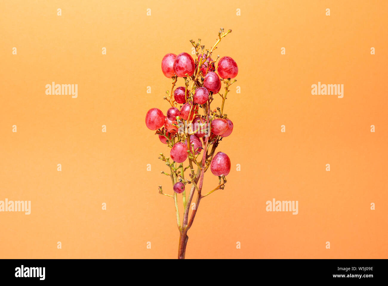 Natürliche organische Rosa saftige Trauben auf einen Trend orange Hintergrund der Vorderansicht. Im rustikalen Stil. Dorf Landwirtschaft Konzepte. Stockfoto