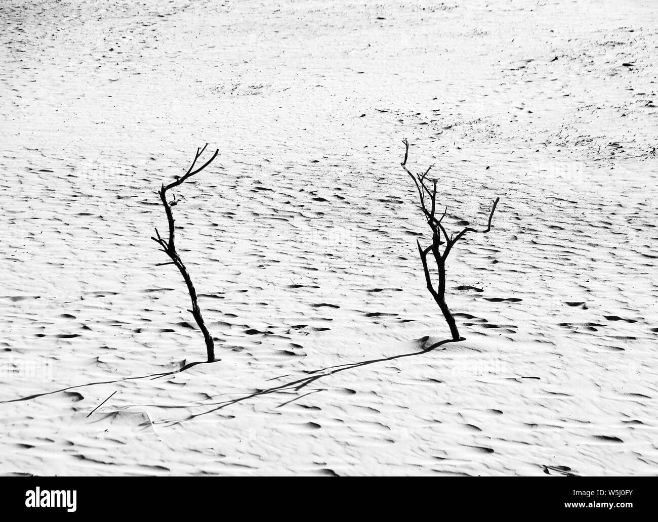 Tote Bäume auf dem Sand bei Sonnenuntergang. Schwarz und Weiß. Landschaft der Wüste Stockfoto